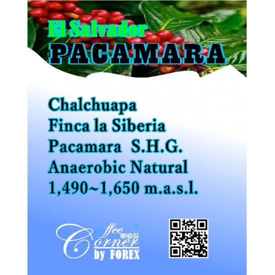 薩爾瓦多 - 西伯利亞莊園 帕卡瑪拉【厭氧日曬處理法】El Salvador Siberia Anaerobic Natural Pacamara